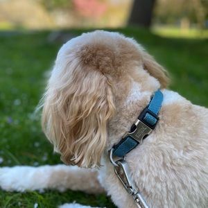 Meet your Posher, Sasha